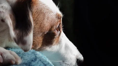 A white dog is lying on the couch. Close-up of the dog's face. Stock Footage 170617038