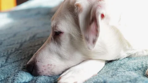 A white dog is lying on the couch. Close-up of the dog's face. Stock Footage 170617039