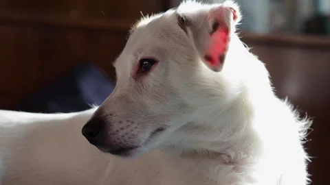A white dog is lying on the couch. Close-up of the dog's face. Stock Footage 170618423