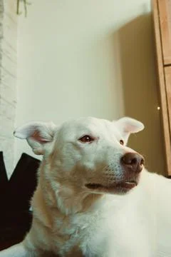 White dog lying on the floor while looking away in a room with wooden furni.. Stock Photos