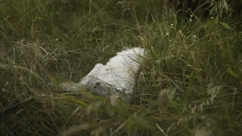 A white dog is lying on the grass. Video stock 347366580
