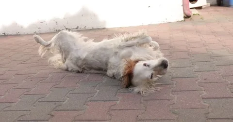 White dog lying on its back wags its tail and rolling. Stock Footage 187652305
