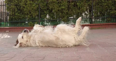 White dog lying on its back wags its tail and rolling. Stock Footage 187656891