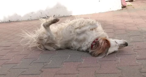 White dog lying on its back wags its tail and rolling. Stock Footage 190986017