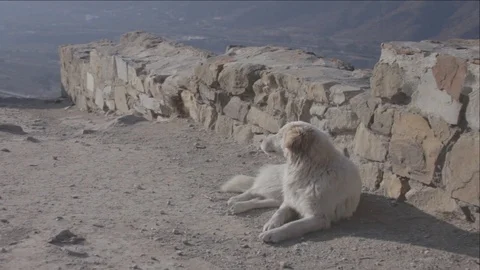White dog in the mountains Stock Footage 90623698