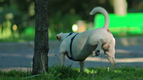 White dog peeing on a tree in the park | Stock Video | Pond5