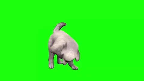 "White Dog Performing Dynamic Natural Movements - 4K Green Screen Animal Footage Stock Footage 282546384