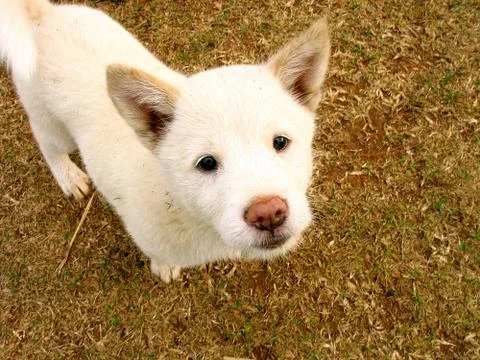 White dog Stock Photos