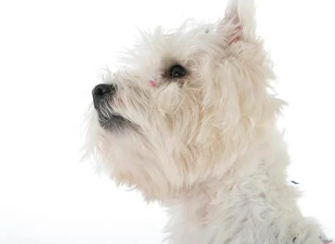 White dog Stock Photos