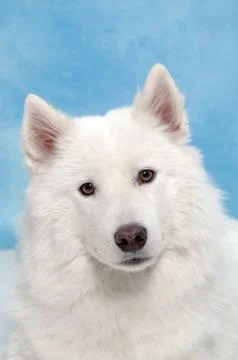 White dog Stock Photos