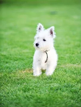 White dog Stock Photos