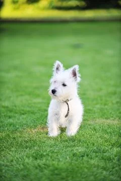 White dog Stock Photos