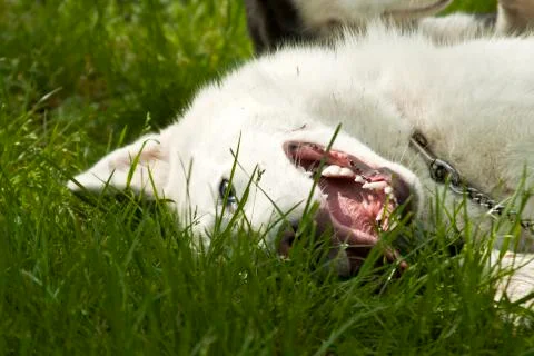 White dog Stock Photos