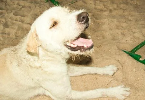 White dog. Stock Photos