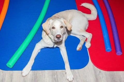 White dog Stock Photos
