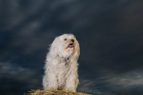 White dog Stock Photos