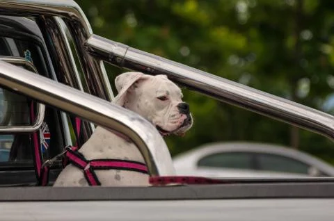 White dog Stock Photos