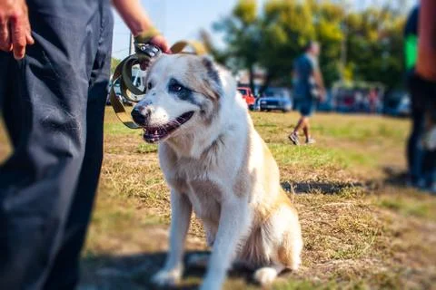 White dog . Stock Photos