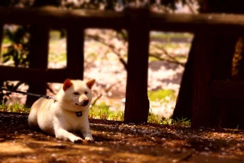 White dog Stock Photos