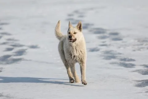 White dog 스톡 사진