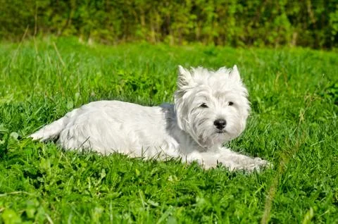 White dog Stock Photos
