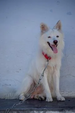 A white dog Stock Photos