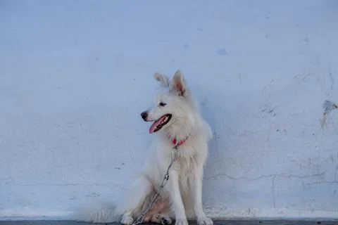 A white dog Stock Photos
