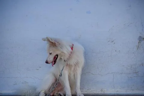 A white dog Stock Photos