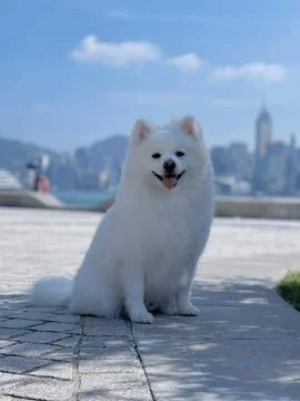 White dog Foto stock