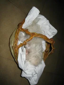 White dog Stock Photos