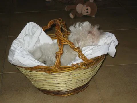 White dog Stock Photos