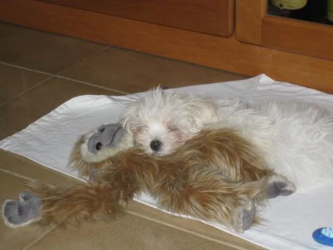 White dog Stock Photos