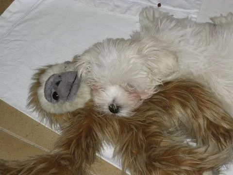 White dog Stock Photos