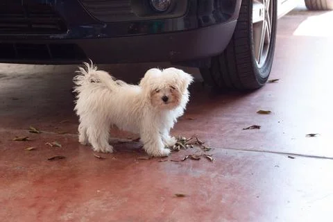 White dog Stock Photos