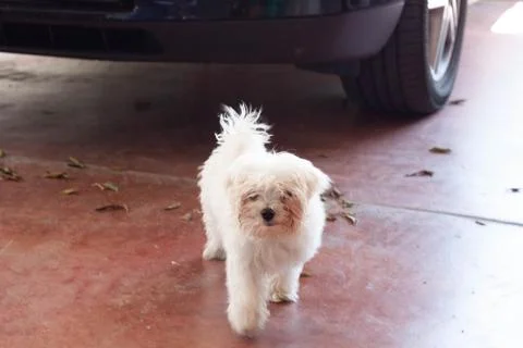 White dog Stock Photos
