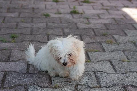 White dog Stock Photos