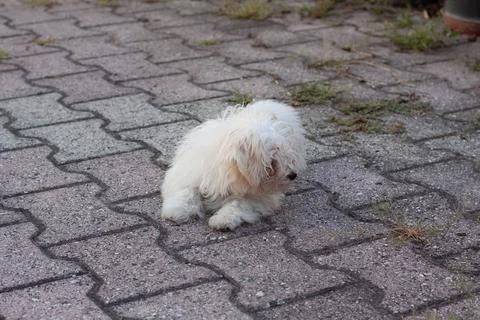 White dog Stock Photos