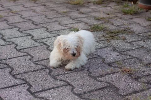 White dog Stock Photos