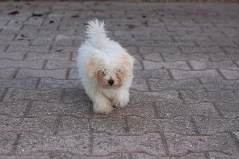 White dog Stock Photos