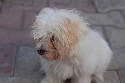 White dog Stock Photos