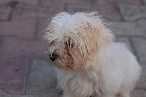 White dog Stock Photos