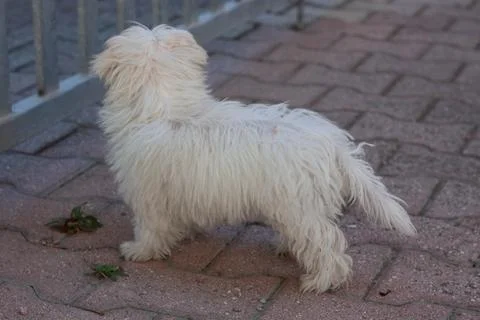 White dog Stock Photos