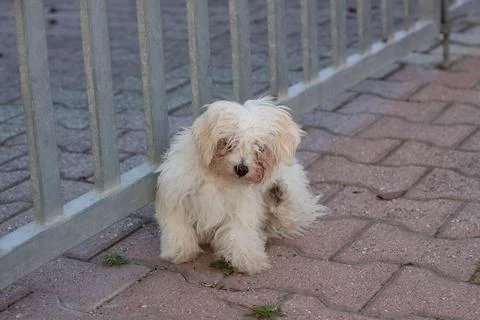 White dog Stock Photos