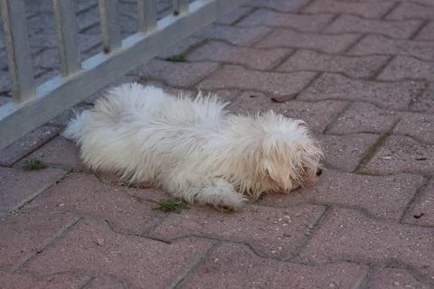 White dog Stock Photos