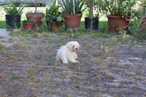 White dog Stock Photos