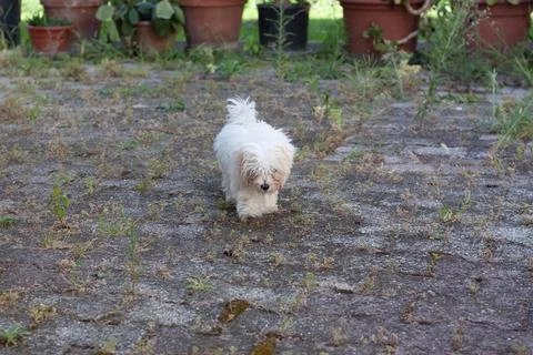 White dog Foto stock