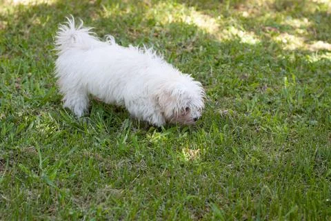 White dog Stock Photos