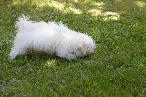 White dog Stock Photos