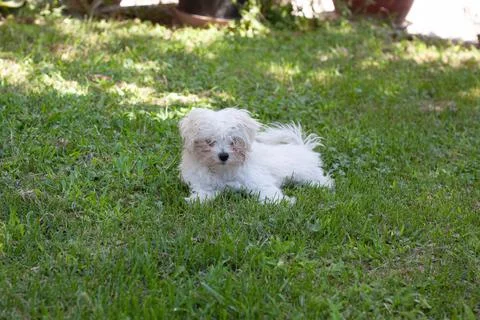 White dog Stock Photos
