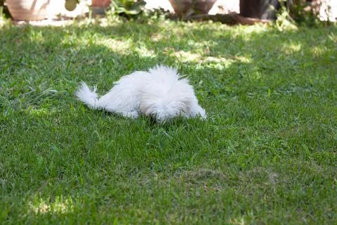 White dog Stock Photos